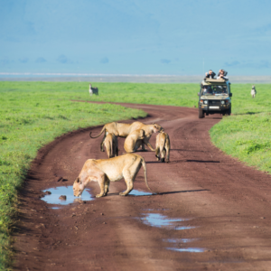 safari in Tanzania, 3 parchi dove farlo
