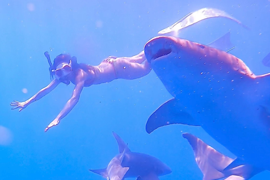 snorkeling e immersioni alle maldive