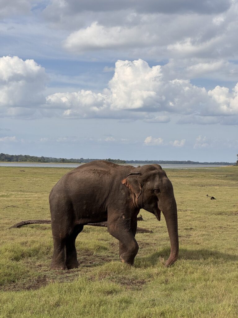 elefante al Minneriya National Park