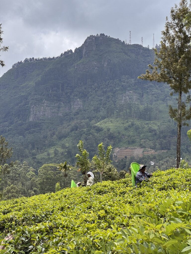 piantagioni di tè in sri lanka