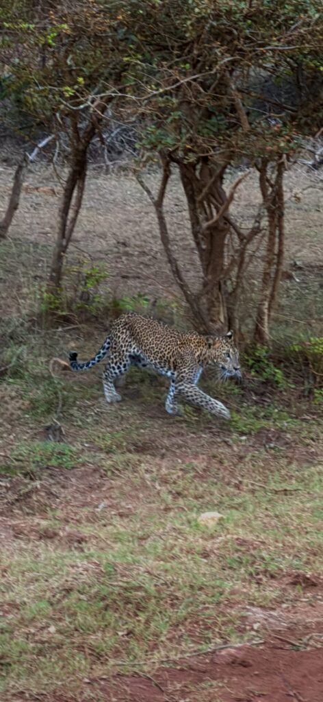leopardo al yala national park in sri lanka