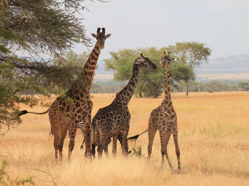 Tre giraffe si ergono con grazia in una savana aperta, circondate da erba dorata e alberi radi. La scena trasmette un paesaggio sereno e naturale.
