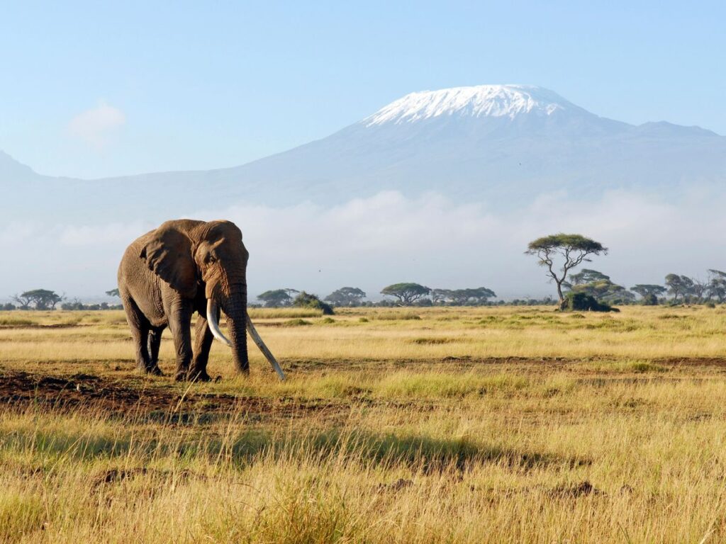 tra i viaggi più belli da fare in Africa. Un elefante cammina attraverso una savana erbosa con la cima innevata del Kilimangiaro sullo sfondo. Un solitario albero di acacia si erge poco distante, sotto un cielo azzurro e terso.