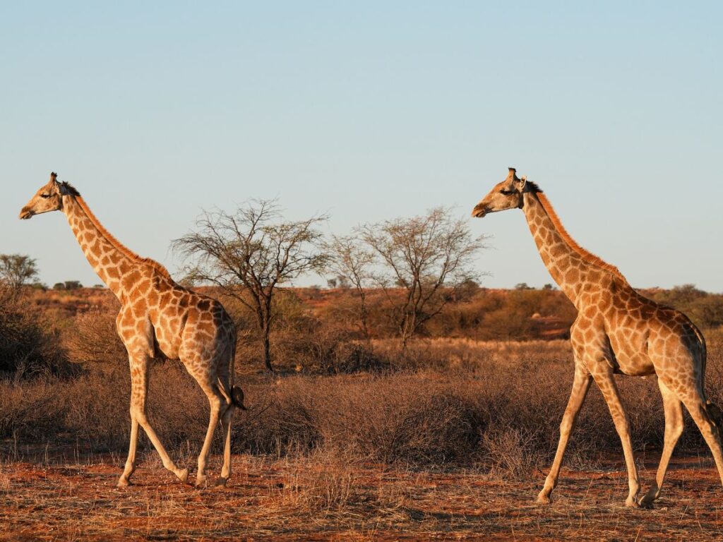 giraffe all'etosha national park in namibia