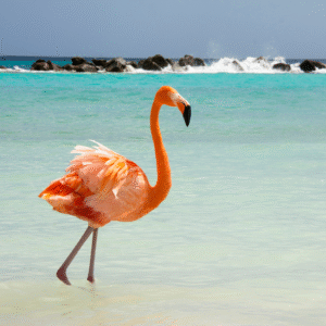 fenicottero rosa sulla sfondo del mare cristallino e caraibico di Aruba