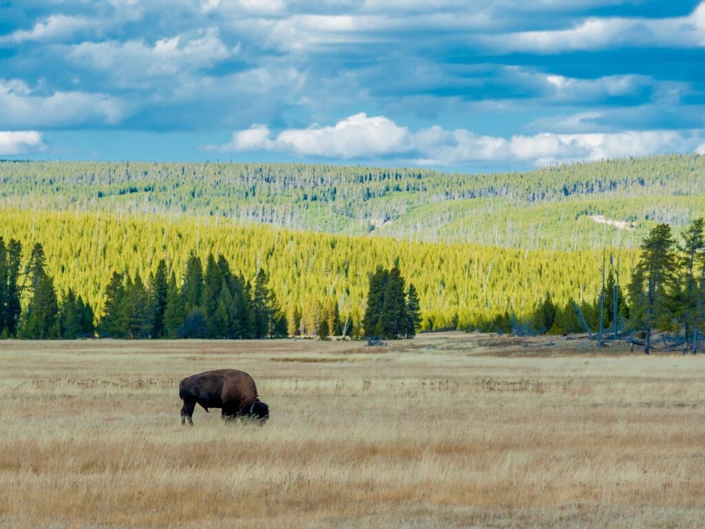 Bisonti al pascolo in un vasto prato dorato sotto un cielo azzurro e nuvoloso. Fitte foreste verdi e montagne in lontananza incorniciano il paesaggio sereno.