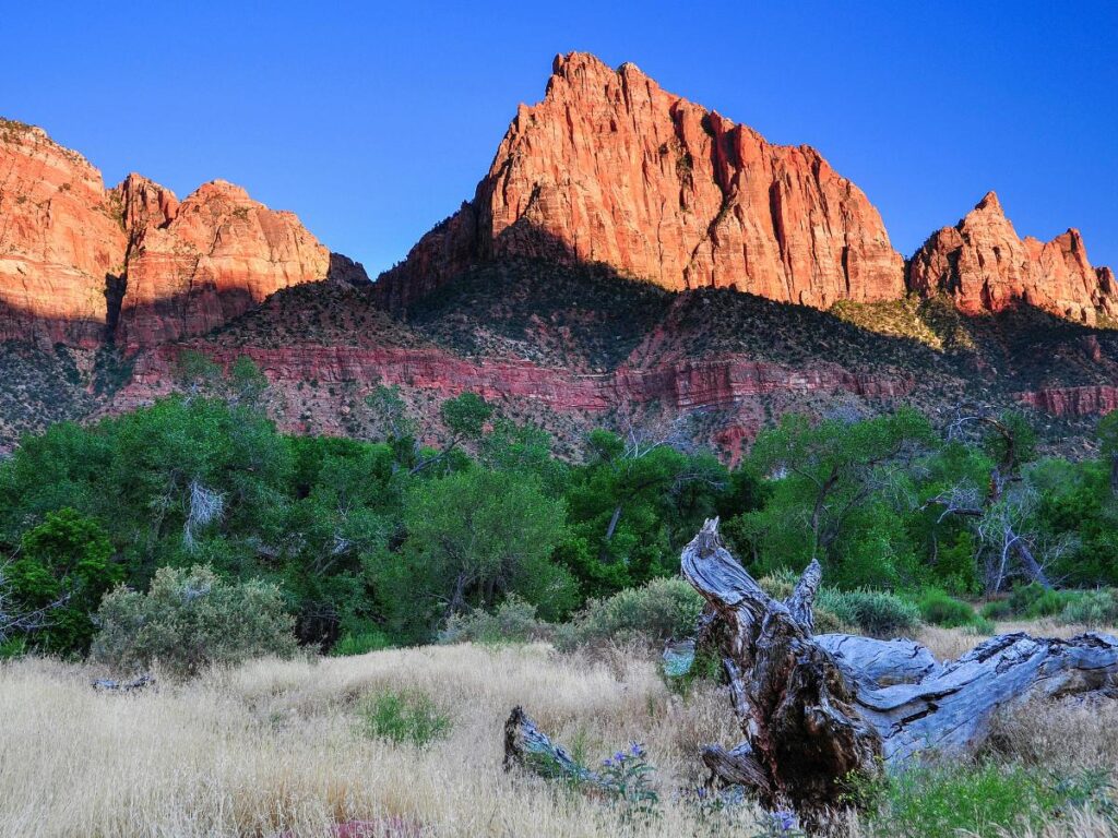 Aspre scogliere rosse si ergono sotto un cielo azzurro e limpido, proiettando ombre su rigogliosi alberi verdi e su erbe secche in primo piano, creando uno scenario tranquillo e maestoso.