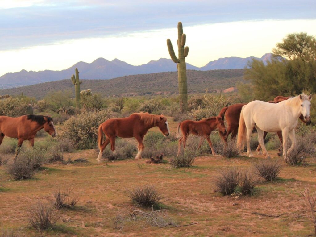 Cavalli selvaggi vagano in un paesaggio desertico con cactus e montagne sullo sfondo, sotto un cielo nuvoloso, trasmettendo un senso di libertà e tranquillità.