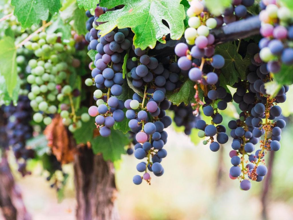 Un primo piano di grappoli d'uva matura, di colore viola scuro e verde, che pendono dalle viti in un vigneto soleggiato.