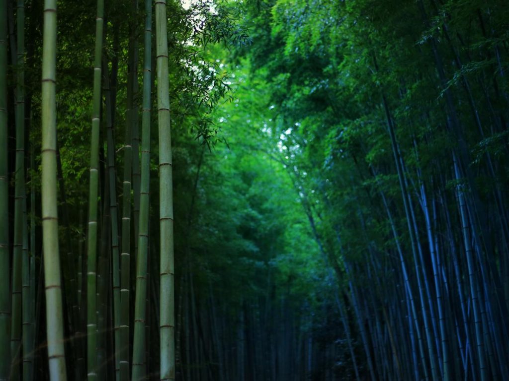 Un'inquadratura ravvicinata e suggestiva di alti fusti di bambù verde scuro. La luce filtra dall'alto creando un'atmosfera densa e misteriosa nel cuore della foresta.