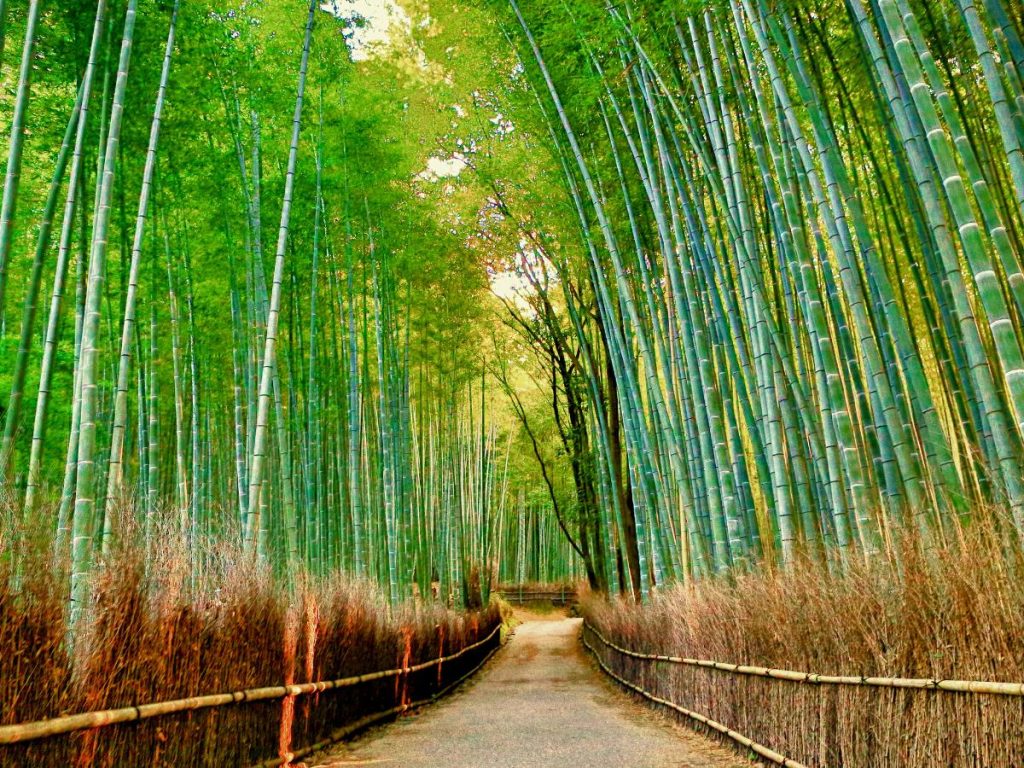 Una prospettiva centrale di un sentiero sterrato che attraversa la foresta di Arashiyama. Il sentiero è fiancheggiato da basse recinzioni di rami secchi, con altissimi bambù che si curvano verso il cielo luminoso.