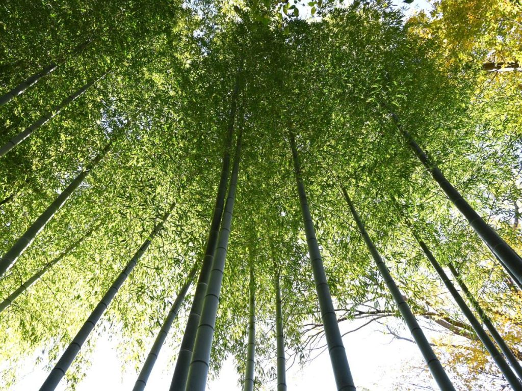 Inquadratura dal basso verso l'alto (dal punto di vista del suolo) che mostra le cime dei bambù che si stagliano contro il cielo chiaro. Il fogliame verde è fitto e crea un tetto naturale vibrante.