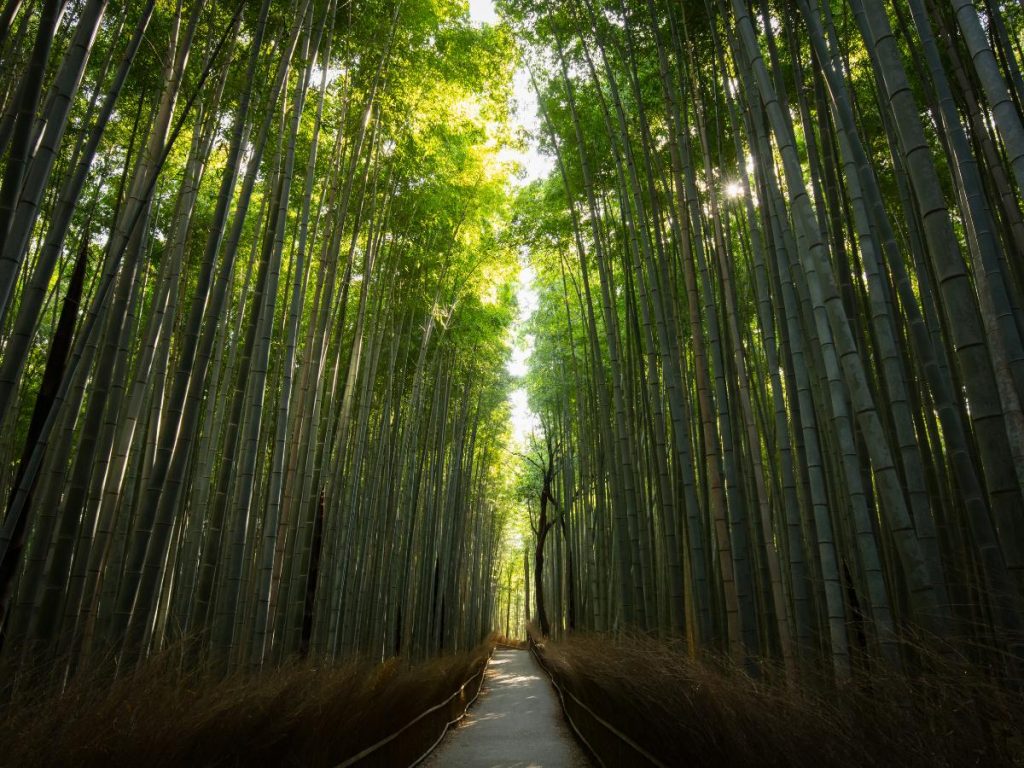 Una veduta ad ampio angolo del celebre sentiero della foresta di bambù a Kyoto Arashiyama. La luce solare intensa splende attraverso le chiome, illuminando il percorso dritto che scompare in lontananza tra imponenti mura verdi di vegetazione.