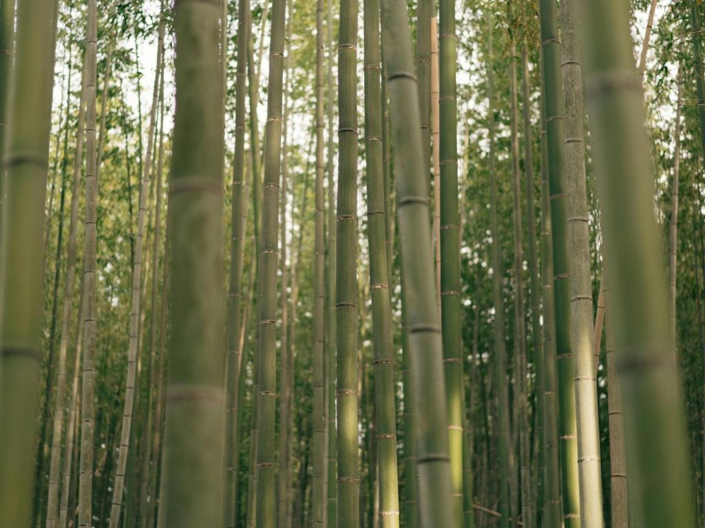 Un dettaglio ravvicinato di diversi fusti di bambù verde chiaro messi a fuoco a diverse profondità. La luce morbida e naturale mette in risalto la texture liscia e i nodi regolari delle piante.