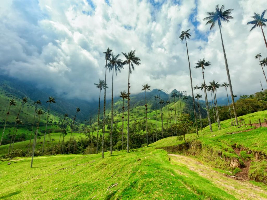 Un paesaggio della Valle del Cocora in Colombia, caratterizzato da altissime palme di cera che svettano su verdi colline lussureggianti sotto un cielo parzialmente nuvoloso