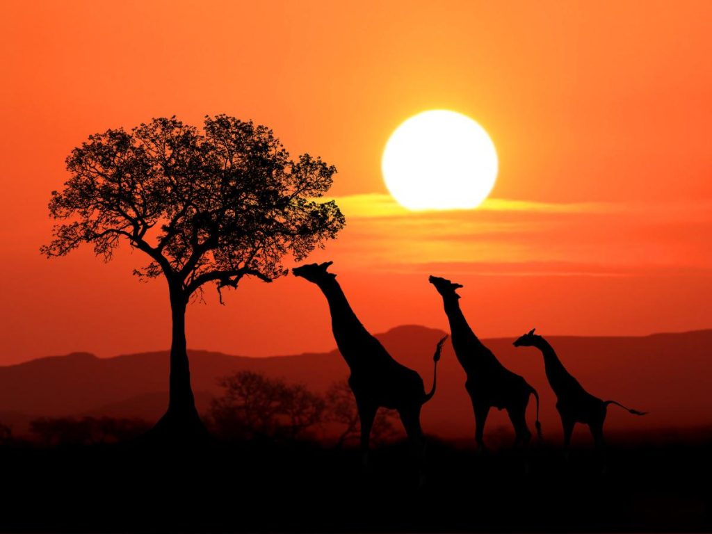 Silhouette di tre giraffe (due adulte e un piccolo) al tramonto nella savana africana, con un grande sole giallo che scende dietro un albero di acacia e colline in lontananza