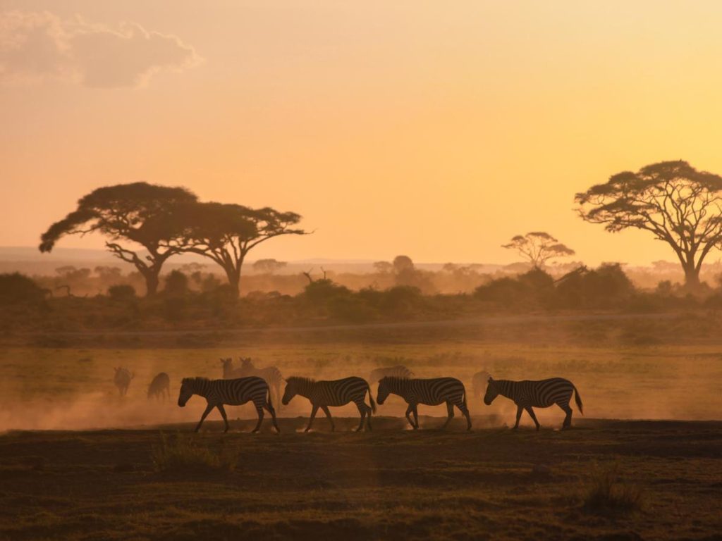 Silhouette di un branco di zebre che cammina nella savana al tramonto, con alberi di acacia sullo sfondo e una calda luce arancione che avvolge il paesaggio polveroso.