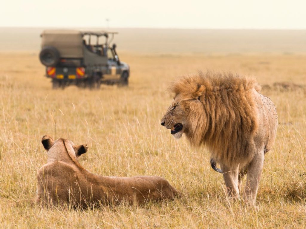 Primo piano di un leone maschio con una folta criniera e una leonessa sdraiata nell'erba alta, con un veicolo da safari sfocato sullo sfondo.