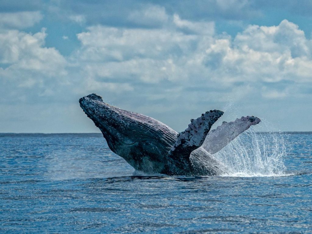 Una megattera emerge maestosamente dall'oceano blu, compiendo un salto (breaching). Il grande mammifero marino ha il corpo inclinato verso l'alto fuori dall'acqua, con le pinne pettorali spiegate e spruzzi bianchi tutt'intorno. Il cielo sullo sfondo è azzurro e costellato di nuvole bianche.
