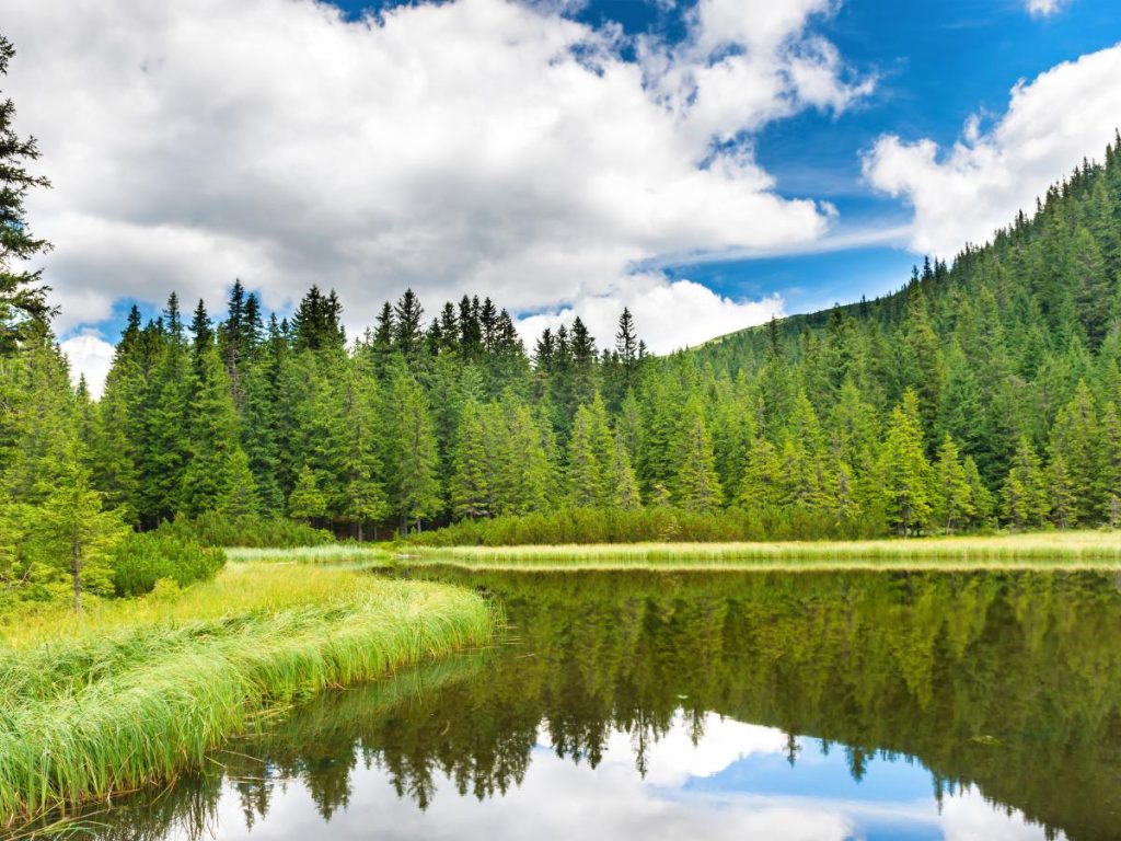 Un calmo lago alpino che riflette perfettamente come uno specchio un fittissimo bosco di pini e abeti verdi situato sulla sponda opposta. In primo piano c'è una riva d'erba verde e rigogliosa, mentre il cielo è azzurro con grandi nuvole bianche e vaporose.