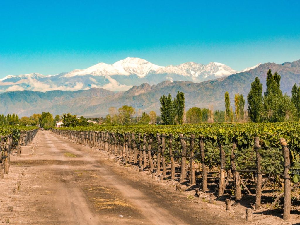Un sentiero sterrato attraversa un lungo filare di viti in un vigneto a Mendoza, dominato sullo sfondo dalle vette innevate delle Ande sotto un cielo limpido.