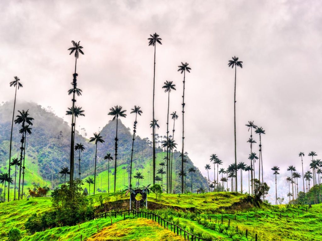 Una fitta distesa di altissime palme di cera che svettano su colline dal colore verde brillante nella Valle de Cocora, in Colombia. Sullo sfondo si scorgono montagne parzialmente avvolte dalla nebbia sotto un cielo nuvoloso e grigio. In primo piano, un piccolo sentiero recintato taglia il prato erboso. Da vedere durante un viaggio in America con scalo a Londra.