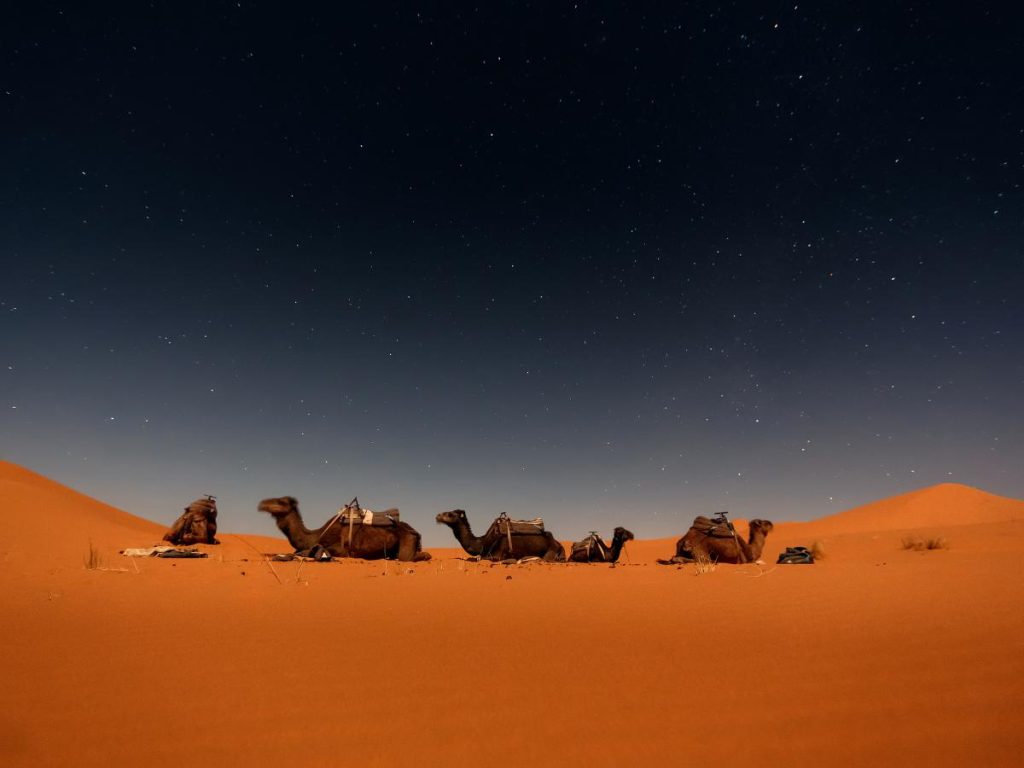 Dromedari riposano sulle dune di sabbia dorata del deserto di Merzouga sotto un cielo notturno pieno di stelle.