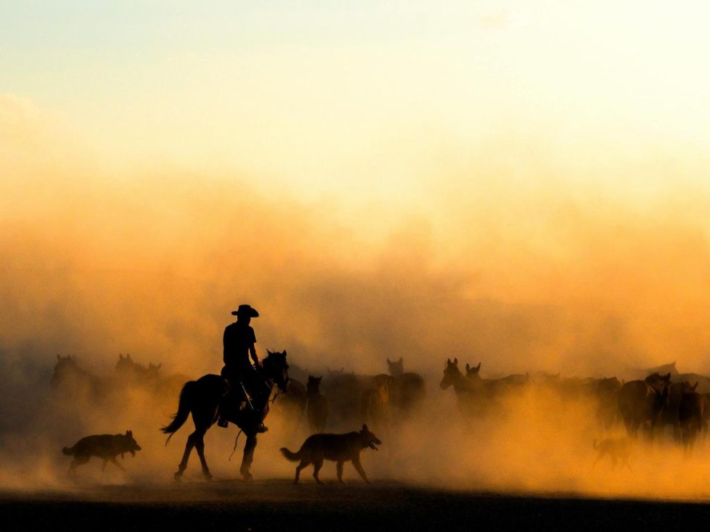 Silhouette di un cowboy a cavallo che guida una mandria di cavalli e due cani attraverso una densa nuvola di polvere dorata, controluce al tramonto. Da vedere durante un viaggio in Texas, New Mexico e Florida.