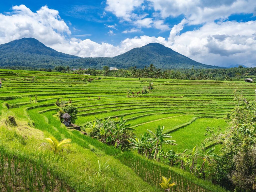 Terrazze di riso verdi di Jatiluwih a Bali immerse nella natura con montagne e colline sullo sfondo, da vedere durante un viaggio originale in Indonesia.
