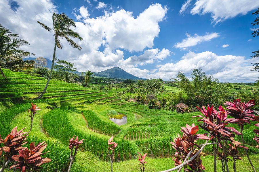 Risaie di Jatiluwih a Bali, nella campagna balinese.