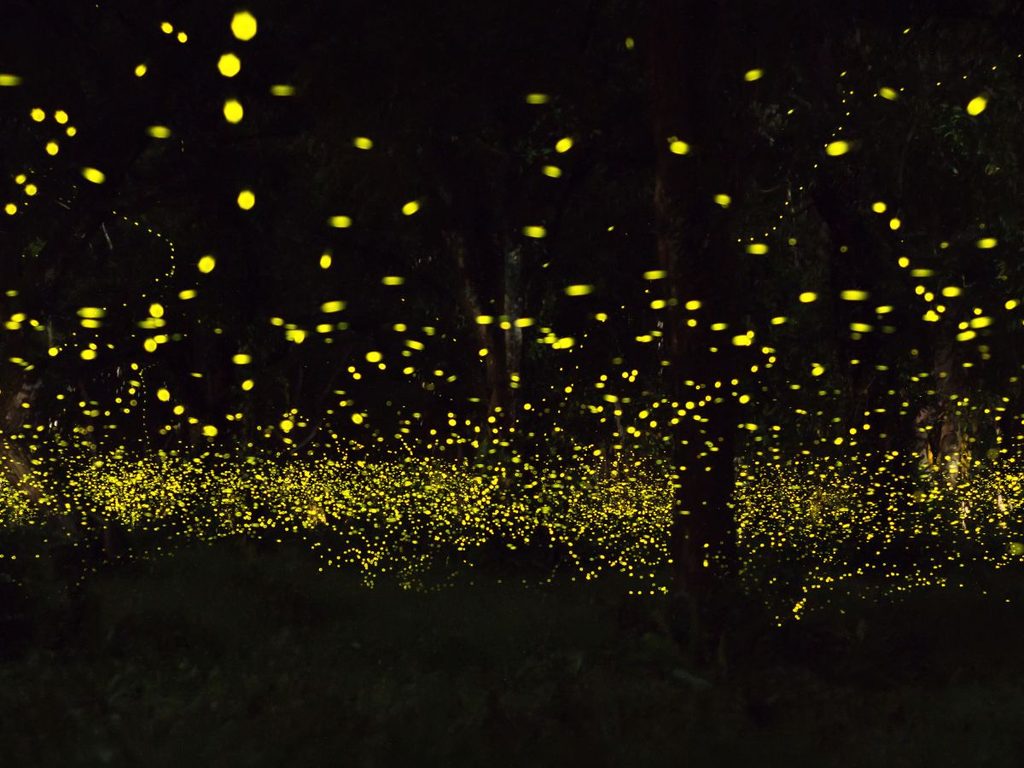 Lucciole luminose nel buio tra gli alberi della campagna di Taro, esperienza per vivere una Bali autentica.