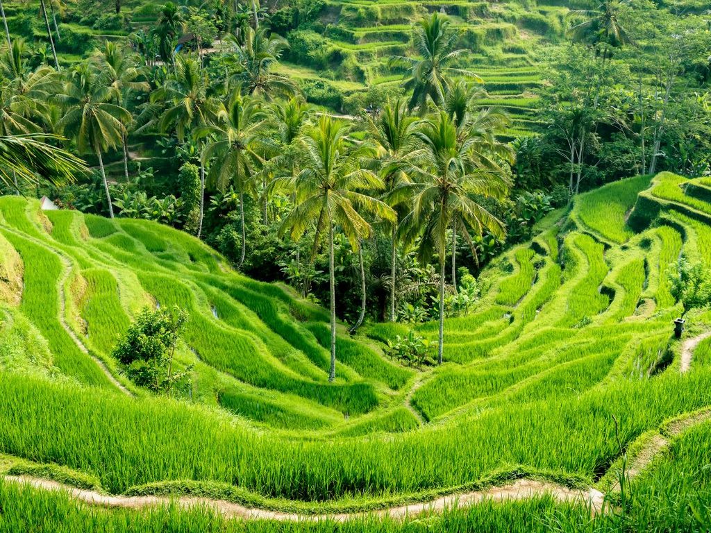 Risaie a terrazze e palme lungo un sentiero a Bali, nella campagna balinese.